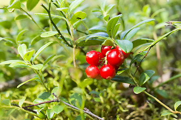 Image showing Ripe foxberry in wild woods