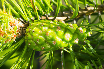 Image showing Green pine needle