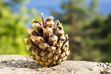 Image showing Pine cone on nature