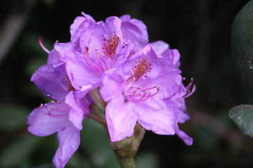 Image showing Rhododendron