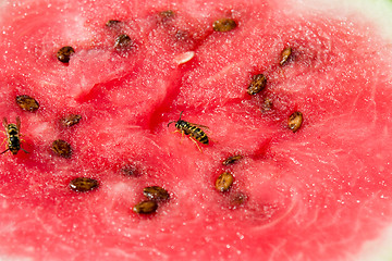 Image showing Wasp on melon