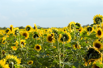 Image showing The sunflower field