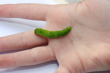 Image showing  green caterpillar 