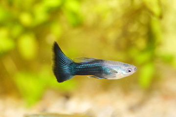 Image showing Guppy   (Poecilia reticulata) 