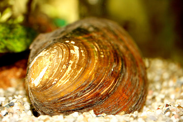 Image showing mussel  (Anodontinae) 