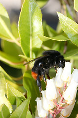 Image showing Bumblebee   (Bombus) 