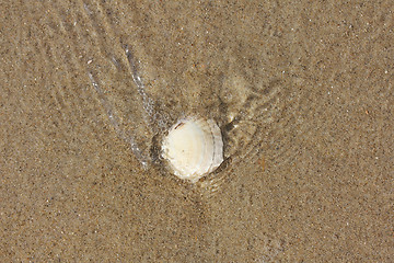 Image showing Seashell 