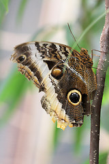 Image showing forest giant owl   (caligo eurilochus) 