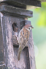 Image showing Tree Sparrow   (Passer montanus) 