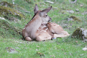 Image showing Deer calf 