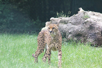 Image showing Cheetah  (Acinonyx jubatus) 