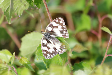 Image showing  Marbled White   (Melanargia galathea) 