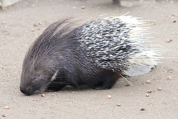 Image showing Porcupine   (Hystricidae) 