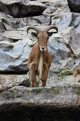 Image showing  Barbary sheep  (Ammotragus lervia) 