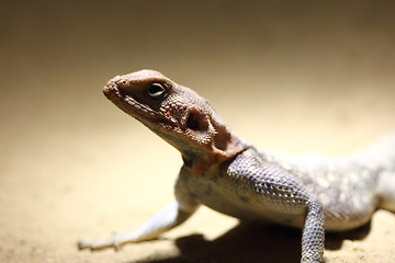 Image showing  Red-headed agama   (Agama agama) 