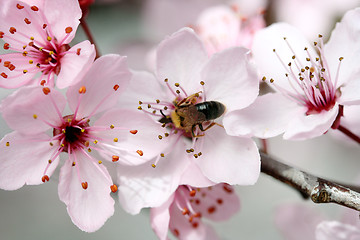 Image showing Pink flower 