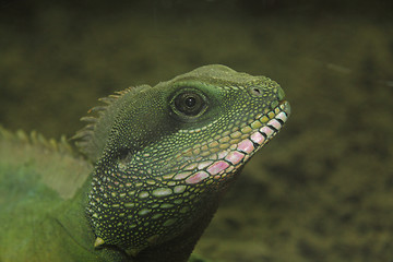 Image showing  Chinese Water Dragon  (Physignathus cocincinus) 