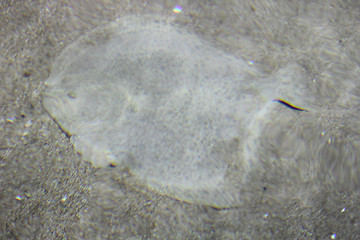 Image showing Flatfish    (Pleuronectiformes) 