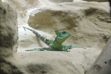 Image showing Plumed Basiisk   (Basiliscus plumifrons) 