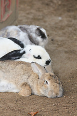 Image showing  Domestic rabbits    (Oryctolagus cuniculus forma domestica) 