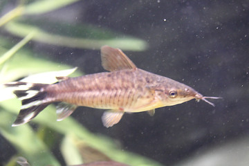 Image showing  Flagtail catfish (Dianema urostriatum) 