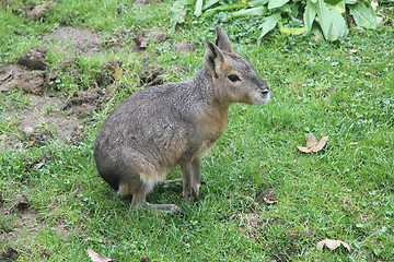 Image showing Great Mara  (Dolichotis patagonum) 