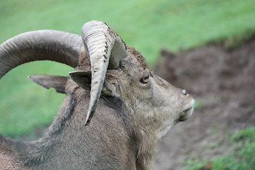 Image showing  Barbary sheep  (Ammotragus lervia) 