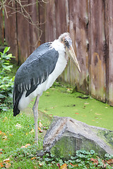 Image showing  African Marabu  (Leptoptilos crumeniferus) 