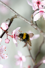 Image showing bumblebee  (Bombus) 