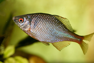 Image showing Fish cyprinidae  (Rhodeus amarus) 