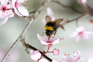 Image showing  bumblebee  (Bombus) 