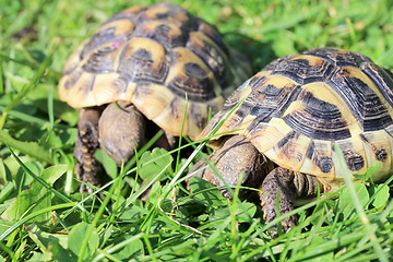 Image showing Hermann's tortoise  (Testudo hermanni boettgeri)  