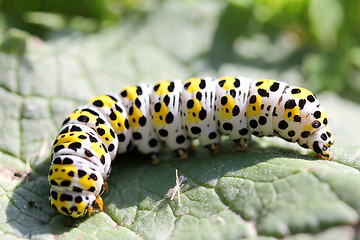 Image showing Caterpillar mullein moth   (Shargacucullia verbasci) 