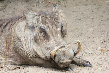 Image showing Warthog   (Phacochoerus africanus) 