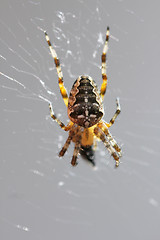 Image showing Spider  (Araneus diadematus) 
