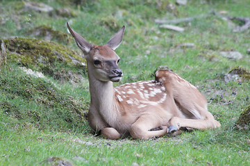 Image showing deer calf 