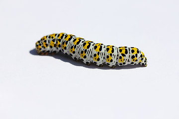 Image showing  Caterpillar mullein moth   (Shargacucullia verbasci) 