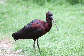 Image showing   brown glossy ibis   (Plegadis falcinellus) 