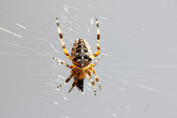 Image showing   Spider  (Araneus diadematus) 