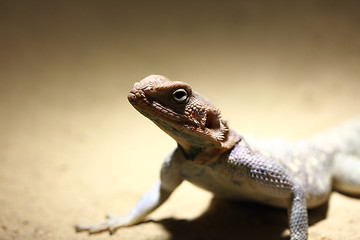 Image showing Lizard 