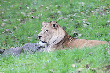 Image showing Lion (Panthera leo) 