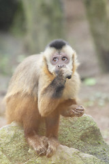 Image showing Tufted capuchin   (Sapajus apella) 