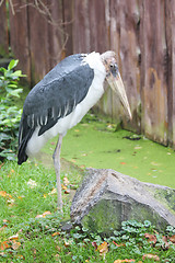 Image showing African Marabu  (Leptoptilos crumeniferus) 