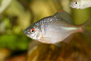 Image showing Fish cyprinidae  (Rhodeus amarus) 