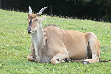 Image showing Eland  (Taurotragus oryx) 