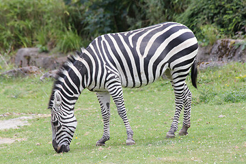 Image showing Plains Zebra  (Equus quagga) 