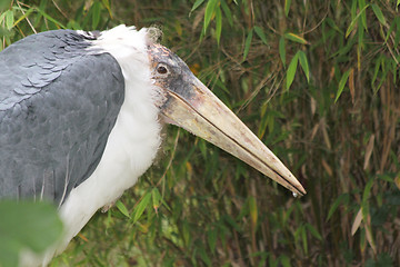 Image showing African Marabu  (Leptoptilos crumeniferus) 