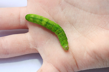 Image showing  green caterpillar 