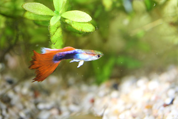 Image showing Guppy   (Poecilia reticulata) 