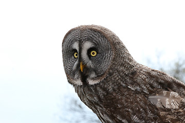 Image showing owl  (Strigiformes)  